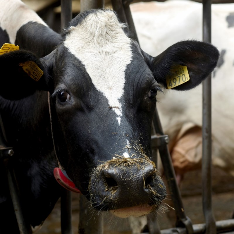 Bericht Tour de boer Toekomstbestendige stallen melkveehouderij bekijken